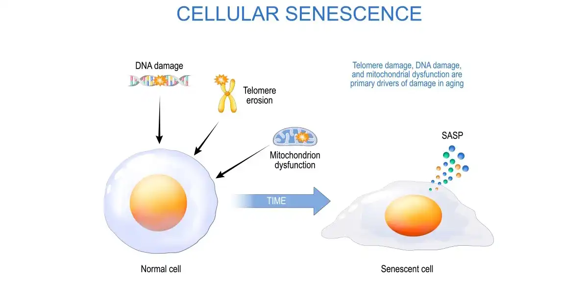 Fisetin Factory.jpg Fisetin Factory.jpg